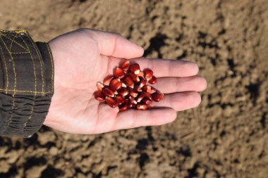 Mısır kontrolden Ekim. El ile bahçede Mısır Dikim.