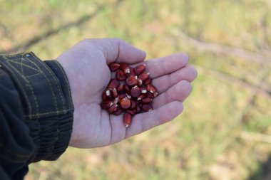 Mısır kontrolden Ekim. El ile bahçede Mısır Dikim.