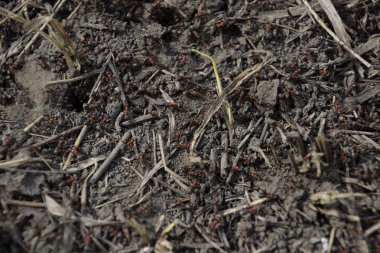 Sıradan karıncalar karınca üzerinde. Sosyal böcekler.