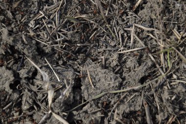 Sıradan karıncalar karınca üzerinde. Sosyal böcekler.