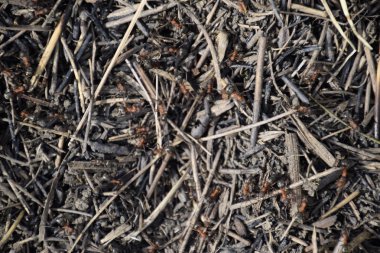 Sıradan karıncalar karınca üzerinde. Sosyal böcekler.