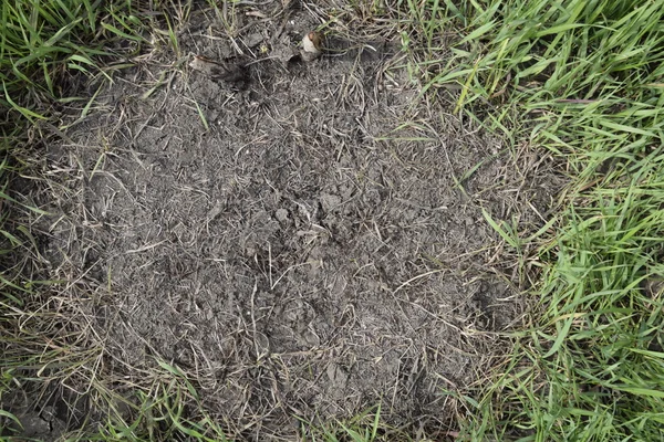 Ordinary Ants Anthill Social Insects — Stock Photo, Image