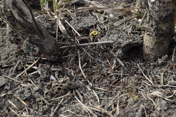 Semut Biasa Sarang Semut Serangga Sosial — Stok Foto