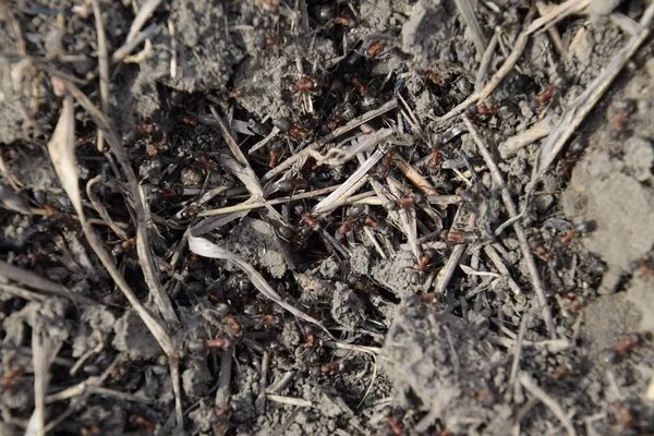 Gewöhnliche Ameisen Auf Einem Ameisenhaufen Soziale Insekten — Stockfoto