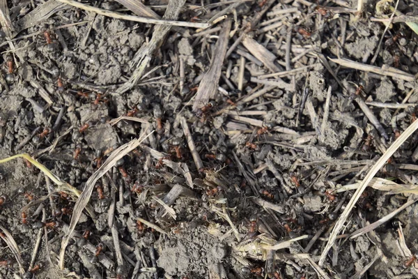 Gewöhnliche Ameisen Auf Einem Ameisenhaufen Soziale Insekten — Stockfoto