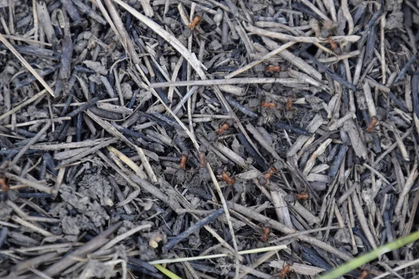 Gewöhnliche Ameisen Auf Einem Ameisenhaufen Soziale Insekten — Stockfoto