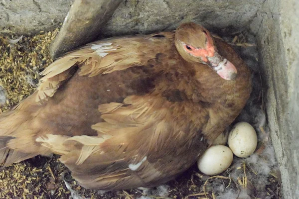 Musky Duck Maintenance Musky Ducks Household — Stock Photo, Image