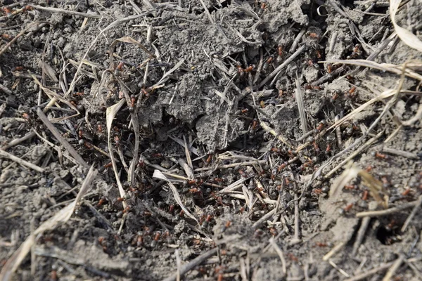 Ordinary Ants Anthill Social Insects Stock Image