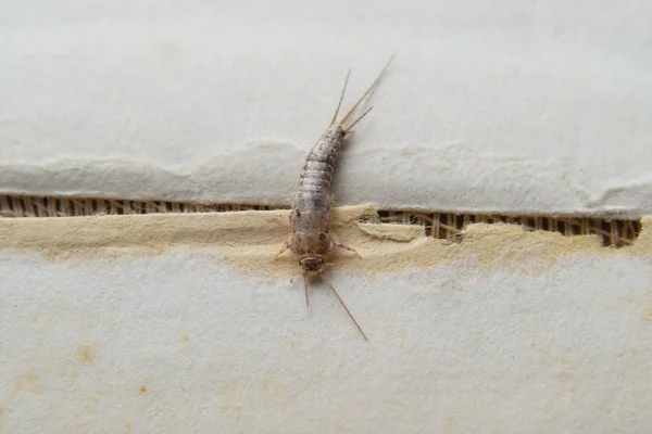 Insekter Som Äter Papper Silverfisk Pest Böcker Och Tidningar — Stockfoto