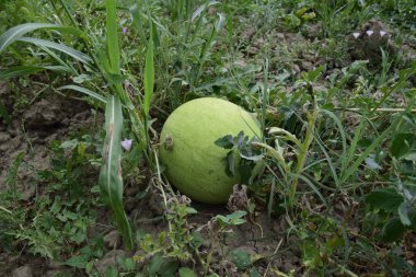 Karpuz iyi taşınabilirlik için hafif ve kalın deri ile. Büyüyen kavun.