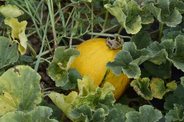 Alanında büyüyen kavun. Kavun kültürler tarımı.