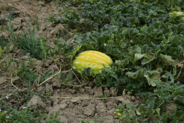 Tarlada büyüyen karpuz. Karpuz kültürlerinin yetiştirilmesi.