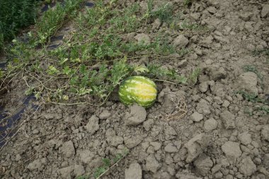 Tarlada büyüyen karpuz. Karpuz kültürlerinin yetiştirilmesi.
