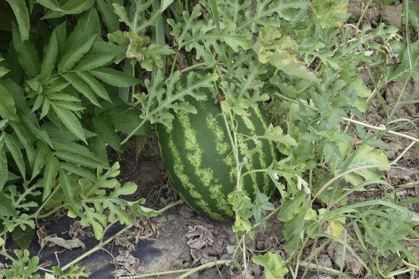 Crescente Melancia Campo Cultivo Culturas Melão — Fotografia de Stock