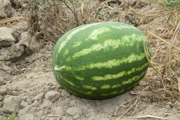 Pastèque Cueillie Dans Jardin Couchée Sur Sol Pastèque Mûre Nouvelle — Photo