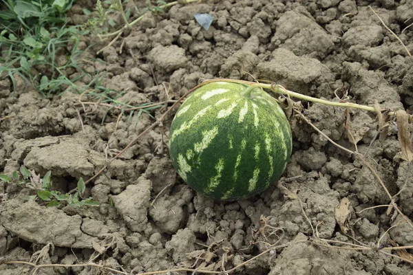 Pertumbuhan Melon Air Lapangan Kultivasi Budaya Melon — Stok Foto
