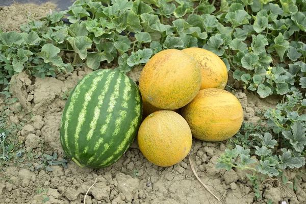 Melone Anguria Strappati Dal Giardino Giacevano Insieme Terra Maturare Melone — Foto Stock