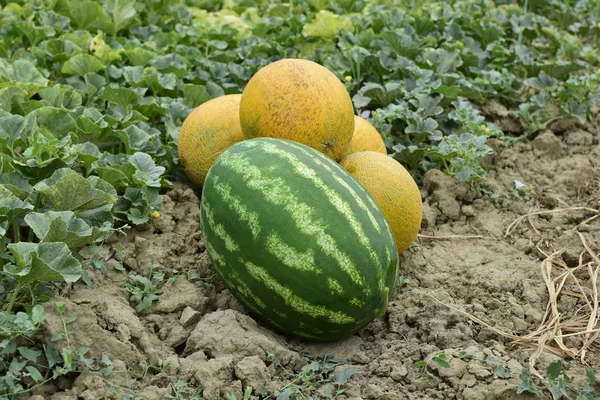 Melon Dan Semangka Yang Diambil Dari Kebun Berbaring Bersama Tanah — Stok Foto