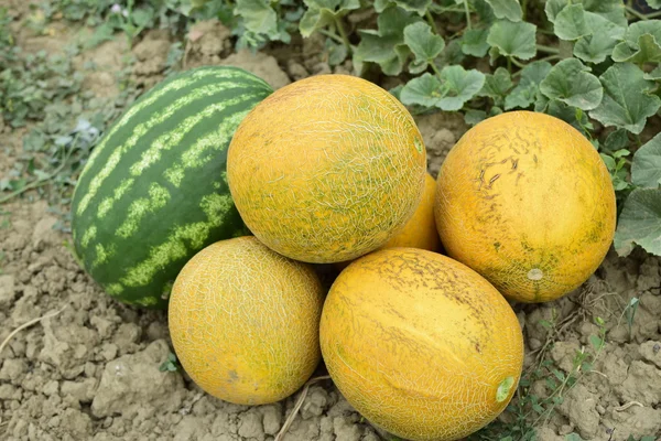 Melón Sandía Arrancados Del Jardín Yacían Juntos Suelo Melón Maduro — Foto de Stock