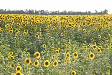 Gün batımında çiçek açan ayçiçeği tarlası