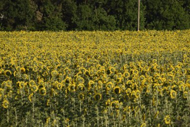 Gün batımında çiçek açan ayçiçeği tarlası