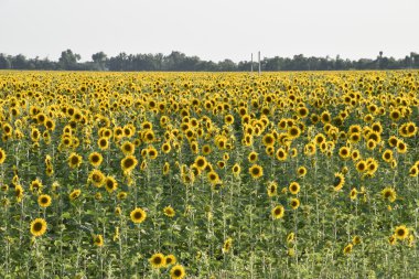 Gün batımında çiçek açan ayçiçeği tarlası