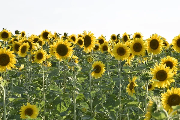 Campo Girasoles Flor Sobre Atardecer Fondo —  Fotos de Stock