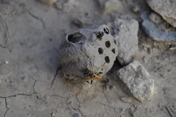 Break a hornet\'s nest of clay. Nests of clay belonging wasp. Clay camera in the nest and store food for larvae of them. The socket has input and ventillyatsionnye openings.