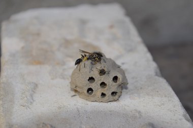 Bir eşekarısı yuvası kil kır. Kil ait arı yuvaları. Clay onları larva için yuva ve mağaza gıda kamerada. Soket girdi ve ventillyatsionnye açıklıklar vardır.