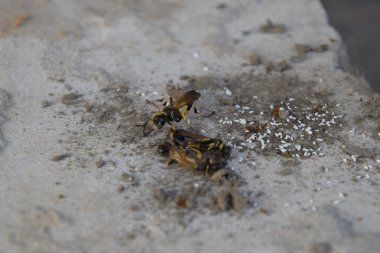 Bir eşekarısı yuvası kil kır. Kil ait arı yuvaları. Clay onları larva için yuva ve mağaza gıda kamerada. Soket girdi ve ventillyatsionnye açıklıklar vardır.