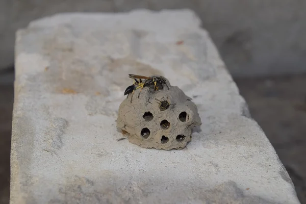 Ein Wespennest Aus Ton Brechen Nester Aus Lehm Gehören Wespen — Stockfoto