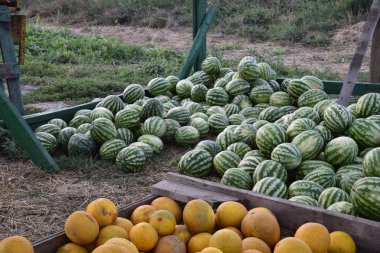 Collected in a pile of melons and watermelons. Rich harvest of watermelons and dyt in a heap at the point of sale directly at the field. clipart