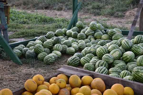 Recueilli Dans Tas Melons Pastèques Riche Récolte Pastèques Teinture Tas — Photo