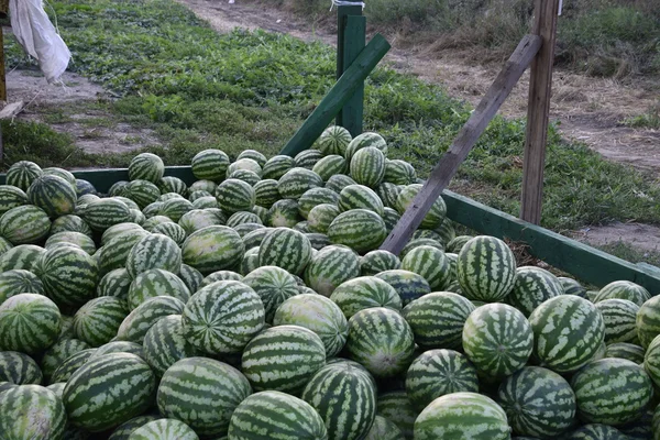 Raccolto Mucchio Meloni Angurie Ricca Raccolta Cocomeri Cocomeri Cumulo Nel — Foto Stock