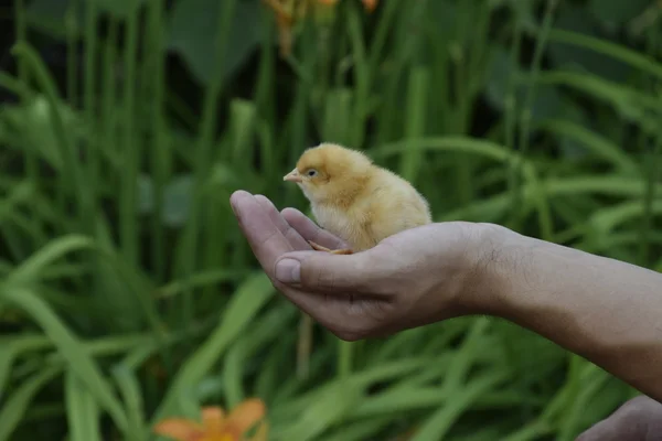 Kyckling Handen Små Nyfödda Kycklingarna Mannens Händer — Stockfoto