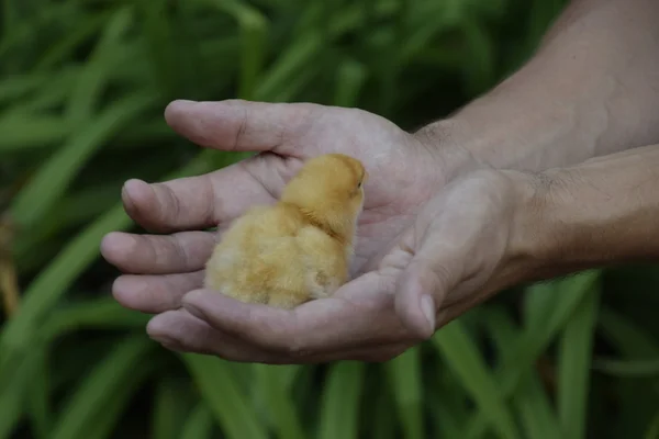 Tavuk Elinde Küçük Yeni Doğmuş Civcivler Erkeğin Ellerinde — Stok fotoğraf