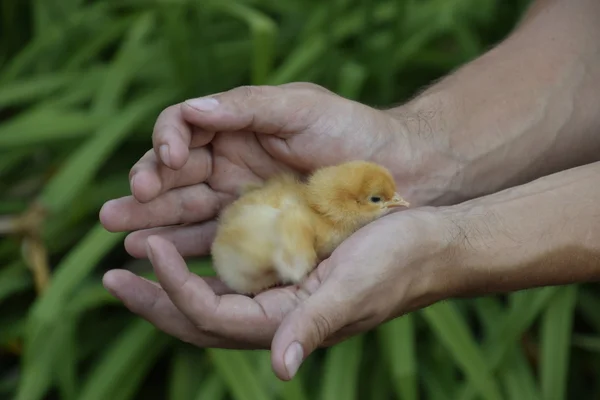 手に鶏 男の手に生まれたばかりの小さな雛 — ストック写真