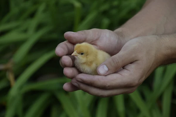 Frango Mão Pequenos Filhotes Recém Nascidos Nas Mãos Homem — Fotografia de Stock