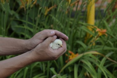 Tavuk elinde. Küçük yeni doğmuş civcivler erkeğin ellerinde.