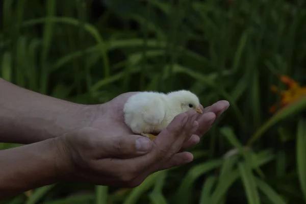 Csirke Kézben Kiscsibék Ember Kezében — Stock Fotó