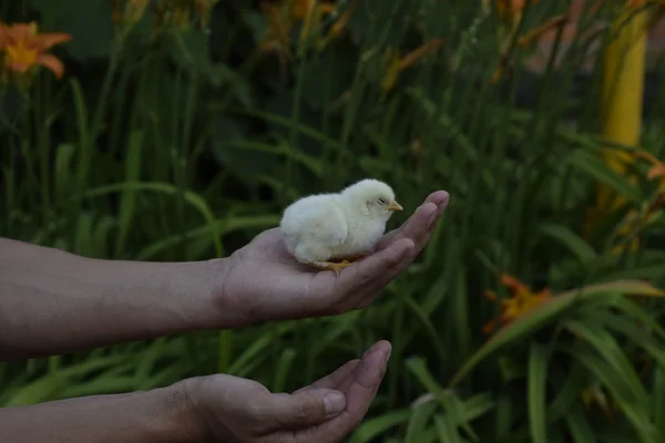 Pollo Mano Piccoli Pulcini Appena Nati Nelle Mani Dell Uomo — Foto Stock