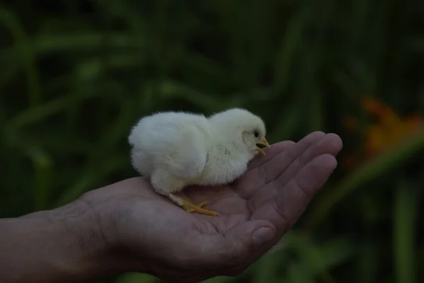 手に鶏 男の手に生まれたばかりの小さな雛 — ストック写真