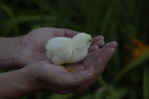 Κοτόπουλο Στο Χέρι Μικρά Νεογέννητα Στα Χέρια Του Άντρα — Φωτογραφία Αρχείου
