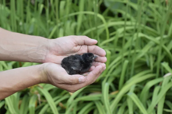 Pollo Mano Piccoli Pulcini Appena Nati Nelle Mani Dell Uomo — Foto Stock