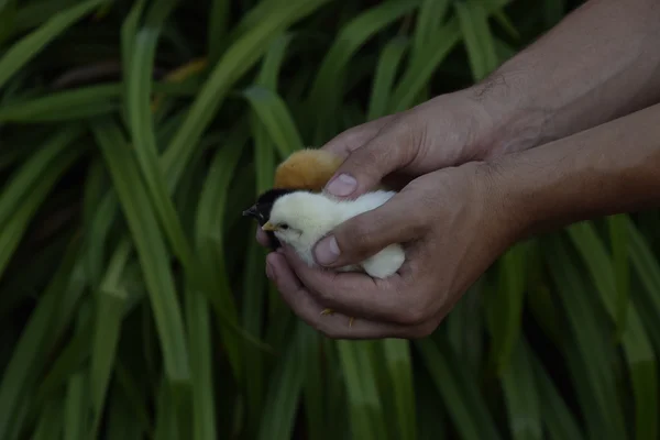 Kurczak Ręku Małe Pisklęta Rękach Mężczyzny — Zdjęcie stockowe
