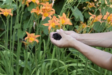 Tavuk elinde. Küçük yeni doğmuş civcivler erkeğin ellerinde.