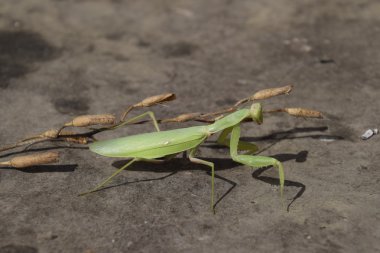 Dişi peygamberdevesi bileğinde. Yırtıcı böcekler Peygamber devesi. Büyük yeşil kadın peygamber devesi.