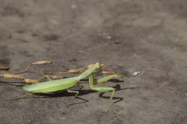 Mantis Religiosa Femenina Insectos Depredadores Mantis Mantis Femenina Verde Enorme — Foto de Stock