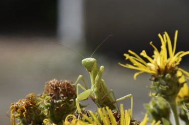 Dişi peygamberdevesi religios. Yırtıcı böcekler. Büyük yeşil kadın peygamber devesi.