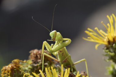 Dişi peygamberdevesi religios. Yırtıcı böcekler mantis